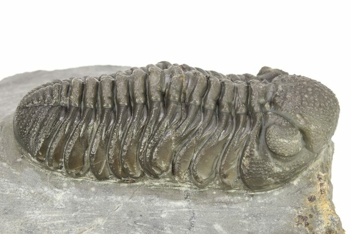 Prone Morocops Trilobite - Ofaten, Morocco #273419